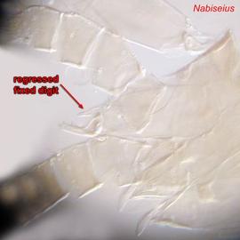Chelicera of female  Nabiseius 