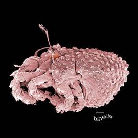 Hypertrichous;  Nanorchestes  (DEW)