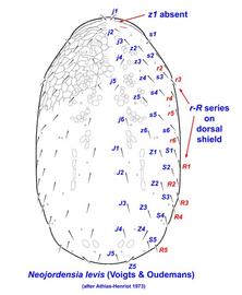  Neojardensia levis  dorsal shield