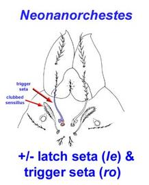   Neonanorchestes  prodorsum
