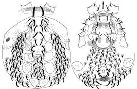  Nothogynus klompeni  sternal shield (JB, DEW)