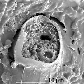  Nothogynus stigma  (DEW)