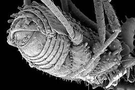 Opilionid posterior showing segmentation (DEW)