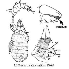  Orthacarus 