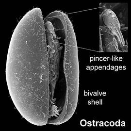 Cyprinid ostracod, rainforest (DEW)