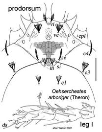  Oehserchestes arboriger  prodorsum and leg I