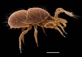 Male ologamasid holodorsal shield (DEW)