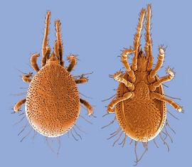 Ologamasid   species holodorsal shield (DEW)