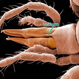 Tectum with elongate median process;  Athiasella  gnathotectum (tectum) (DEW)