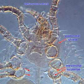  Ophionyssus natricis  podonotal region