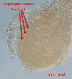  Siro  nymph (immature) with visible segmentation (DEW)