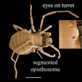 Harvestmen opilionid with segmented opisthosoma and eyes