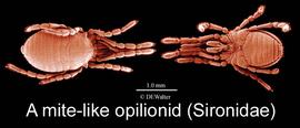 Mite-like opilionid (Sironidae) (DEW)