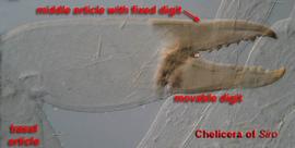 3-segmented chelicerae in  Siro 