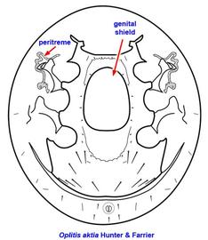  Oplitis aktia  female venter