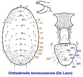  Orthadenella tennesseensis 