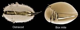 Terrestrial ostracod with phorionts (left) and box mite (right) (DEW)