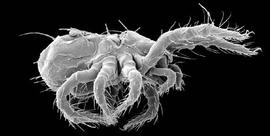  Loftacarus  lateral (DEW)