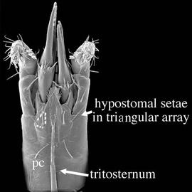  Pergamasus  hypostome (DEW)