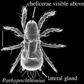  Parhypochthonius  dorsal view (DEW)