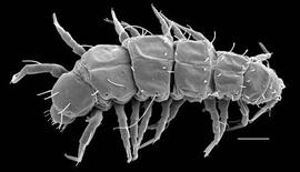 Pauropodidae; dorsal (DEW)