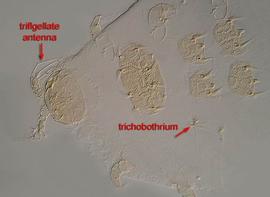 Unusual pauropod with divided dorsal shields (Bamfield, BC) (DEW)