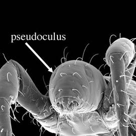 Pseudoculus of proturan (DEW)