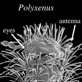  Polyxenus 