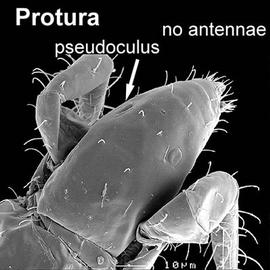 Dorsal view of proturan head without antennae (DEW)