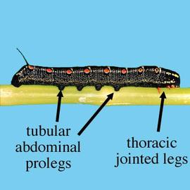 Lepidoptera caterpillar (DEW, HCP)