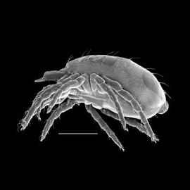 Raphignathidae,  Raphignathus   (DEW)