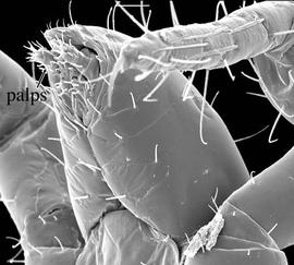 Proturan palps (DEW)