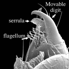 Chelicera of pseudoscorpion (ventral view) (DEW) with serrula