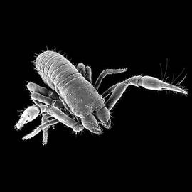 Pseudoscorpion (DEW)