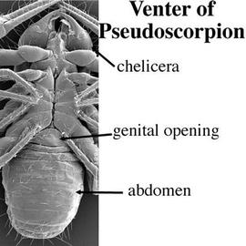 Ventral view of pseudoscorpion (DEW)