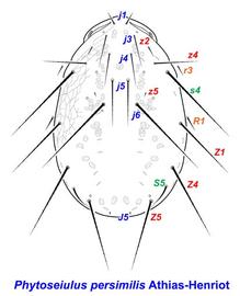  Phytoseiulus persimilis  female dorsal shield and setae
