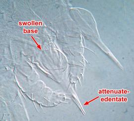 Chelicerae adult  Pachygnathus  sp.