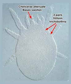   Pachygnathus  sp. larva
