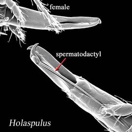   Holaspulus  chelicerae (DEW)
