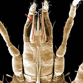   Holaspulus  subcapitulum (DEW)
