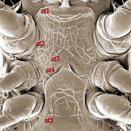   Holaspulus  sternogenital region (DEW)
