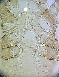   Holaspulus  steno-genital region of female (DEW)
