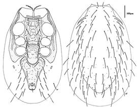  Proparholaspulus  (CH, DEW)