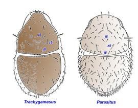 Modified  z5  on dorsal shield;  Trachygamasus  and  Parasitus 