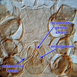  Sternogenital region of female
