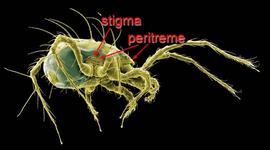 Mesostigmatan showing the peritreme