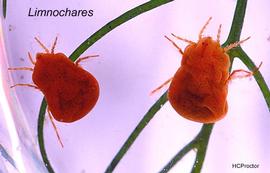 Water mites,  Limnochares  (DEW, HCP)