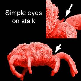 Velvet mite with simple eyes on stalks (DEW)