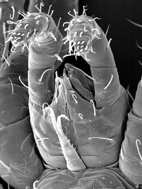   Euseius  sp. subcapitulum
