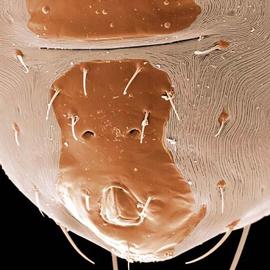   Euseius  ventrianal shield
